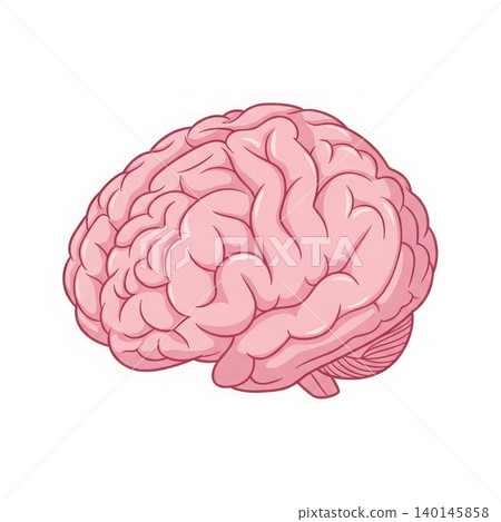 Medical - Detailed Pink Human Brain Illustration Side View Showing Cerebral Cortex and Cerebellum Anatomy Medical - Detailed Pink Human Brain Illustration Side View Showing Cerebral Cortex and Cerebellum Anatomy 140145858