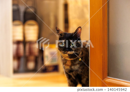 Sabi cat Sabi cat 140145942