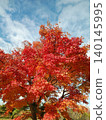 Bright red autumn leaves 140145995
