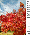Autumn leaves turn bright red 140145996