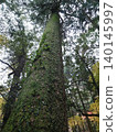 Mossy wood 140145997