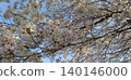 Cherry blossoms and blue sky 140146000