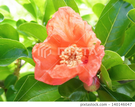 石榴花 石榴花 140146047
