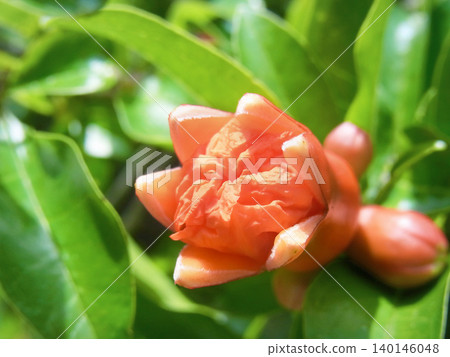 石榴芽 石榴芽 140146048