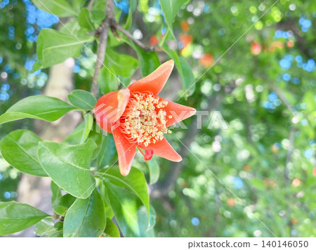 石榴花 石榴花 140146050