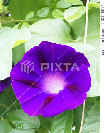明亮的紫色牽牛花 140146054