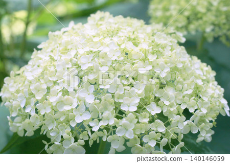 Annabelle's large cluster of flowers Annabelle's large cluster of flowers 140146059