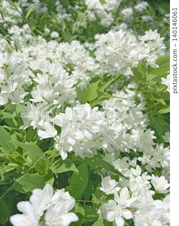 Deutzia gracilis basking in the sun Deutzia gracilis basking in the sun 140146061