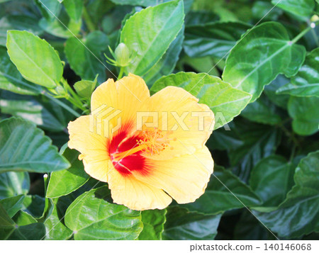 Brilliant yellow hibiscus Brilliant yellow hibiscus 140146068