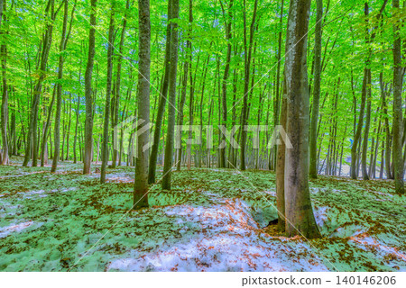 A beautiful, uninhabited landscape of vibrant new green beech forests and lingering snow covered with fallen leaves, under the clear skies of early summer in May. A beautiful, uninhabited landscape of vibrant new green beech forests and lingering snow covered with fallen leaves, under the clear skies of early summer in May. 140146206