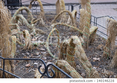 Bundled dry straw grass structures shaped into artistic arches in a city garden park, used for winter plant protection against freezing temperatures in an urban landscaping area Bundled dry straw grass structures shaped into artistic arches in a city garden park, used for winter plant protection against freezing temperatures in an urban landscaping area 140146228