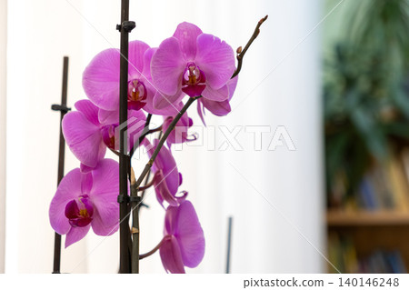 A vibrant purple orchid blooms on a slender support stake in a bright room, conveying elegant home decoration, serene nature, and a tranquil atmosphere for modern lifestyle interiors A vibrant purple orchid blooms on a slender support stake in a bright room, conveying elegant home decoration, serene nature, and a tranquil atmosphere for modern lifestyle interiors 140146248