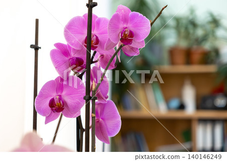 A vibrant purple phalaenopsis orchid blooms on a staked stem within a blurred office, capturing the perfect balance of natural beauty and tranquility in a modern workspace area A vibrant purple phalaenopsis orchid blooms on a staked stem within a blurred office, capturing the perfect balance of natural beauty and tranquility in a modern workspace area 140146249