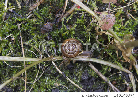 Top View of Garden Snail on Green Moss and Plant Stems 140146374