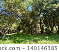 Landscape of trees and grasslands 140146385