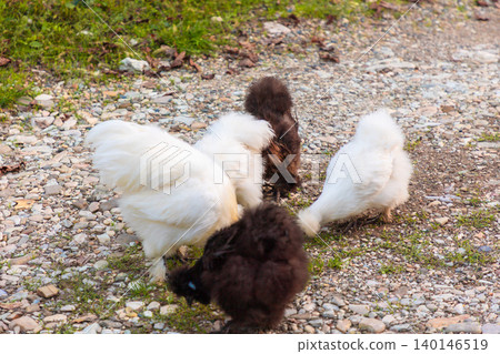 Group of chinese Silkie Brahma chickens and cock feeding in grass meadow. White hen walking at farm Group of chinese Silkie Brahma chickens and cock feeding in grass meadow. White hen walking at farm 140146519