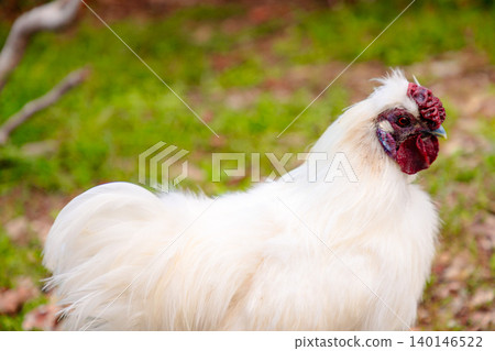 Close up of white chinese Silkie Brahma cock feeding in grass meadow. Sustainably Raised Chicken In Species-Appropriate Free-Range Husbandry Close up of white chinese Silkie Brahma cock feeding in grass meadow. Sustainably Raised Chicken In Species-Appropriate Free-Range Husbandry 140146522
