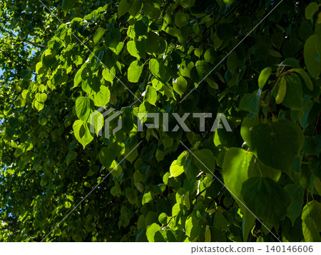 Young linden and elm tree leaves in a spring park under sun rays. Young linden and elm tree leaves in a spring park under sun rays. 140146606