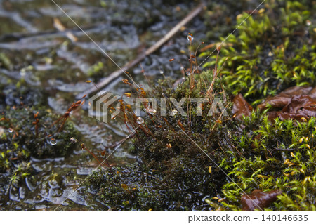 Wet Green Moss with Sporophytes and Water Droplets 140146635
