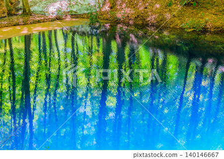 On a clear May morning, the fresh green leaves and lingering snow of the Bijin Forest, the blue pond shimmering in the dappled sunlight, and the deserted beech forest. On a clear May morning, the fresh green leaves and lingering snow of the Bijin Forest, the blue pond shimmering in the dappled sunlight, and the deserted beech forest. 140146667
