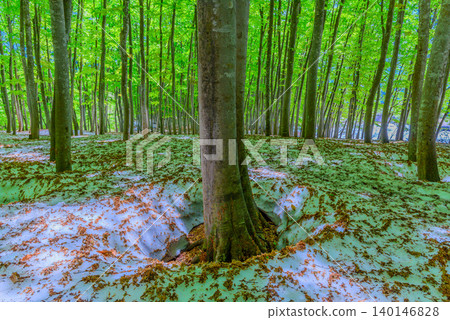 On a clear early morning in May, the fresh green leaves spread across the remaining snow in Bijinbayashi forest, and a large "root-breaking" phenomenon appeared at the base of the beech trees. On a clear early morning in May, the fresh green leaves spread across the remaining snow in Bijinbayashi forest, and a large "root-breaking" phenomenon appeared at the base of the beech trees. 140146828