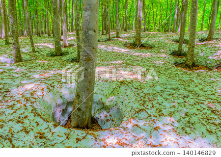 On a clear early morning in May, the fresh green leaves spread across the remaining snow in Bijinbayashi forest, and a large "root-breaking" phenomenon appeared at the base of the beech trees. 140146829