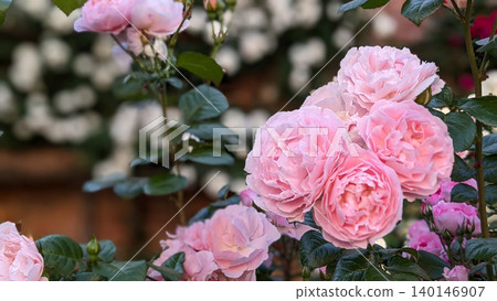 Roses 140146907