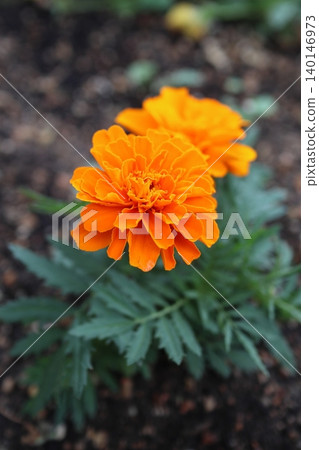 橙色萬壽菊花 140146973