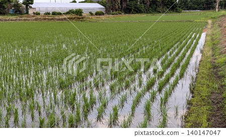 Paddy field Paddy field 140147047