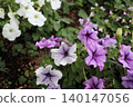 牽牛花〉 140147056