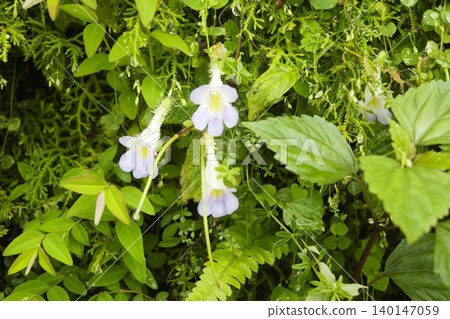 Pale purple wildflowers blooming in the forests of the Nepalese Himalayas Pale purple wildflowers blooming in the forests of the Nepalese Himalayas 140147059