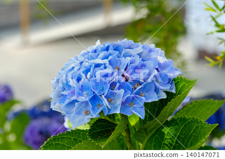 Vibrant blue hydrangeas add color to the rainy season Vibrant blue hydrangeas add color to the rainy season 140147071