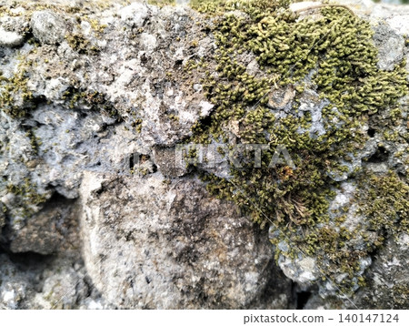 Natural Stone Surface Texture Covered with Moss and Lichen backround 140147124