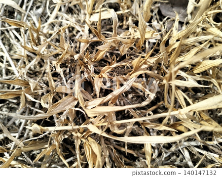 Natural Dry Grass Surface with Golden Brown Tones Natural Dry Grass Surface with Golden Brown Tones 140147132