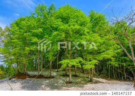 A clear early summer day in May: A refreshing blue sky stretches across a lush, green beech forest and snow-covered ground, offering a panoramic view of the deserted landscape. A clear early summer day in May: A refreshing blue sky stretches across a lush, green beech forest and snow-covered ground, offering a panoramic view of the deserted landscape. 140147157