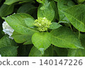 繡球花芽 140147226