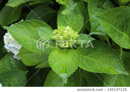 繡球花芽 140147226