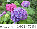 紫色繡球花 140147264