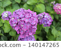 紫色繡球花 140147265