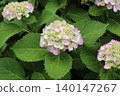 繡球花，淡色 140147267