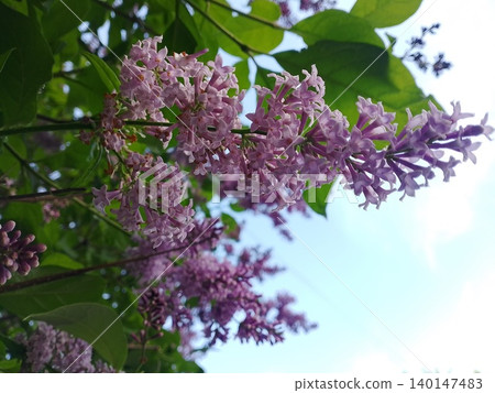Lilac blossom branch viewed from below with sunlit foliage Lilac blossom branch viewed from below with sunlit foliage 140147483
