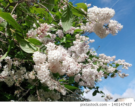 Lilac branches with full flower clusters against blue sky Lilac branches with full flower clusters against blue sky 140147487