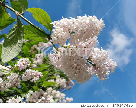 Floral branch with white blossoms and green leaves under clear blue sky Floral branch with white blossoms and green leaves under clear blue sky 140147489