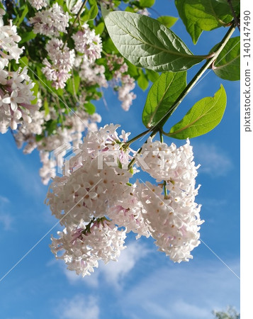 Lilac flowers in bloom with green leaves and blue sky background Lilac flowers in bloom with green leaves and blue sky background 140147490