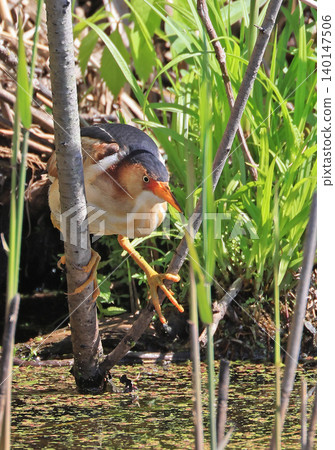 Least Bittern perched on two branches in the marsh, searching for his prey 140147506
