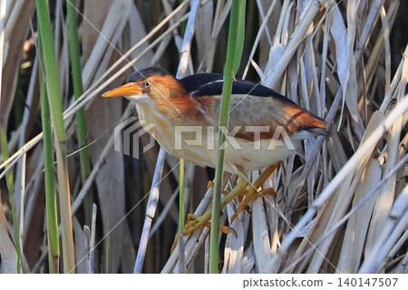 Least Bittern perched on reed in the marsh Least Bittern perched on reed in the marsh 140147507