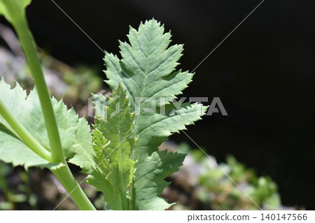 Poppy leaves Poppy leaves 140147566