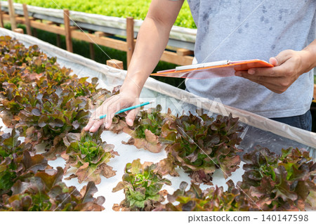 Farmer monitoring organic hydroponic red oak in plant nursery farm. Smart agriculture technology. Smart agriculture technology concept. Farmer monitoring organic hydroponic red oak in plant nursery farm. Smart agriculture technology. Smart agriculture technology concept. 140147598