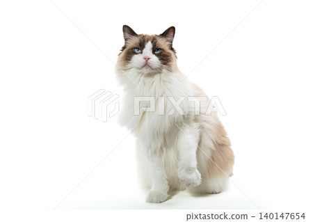 fluffy purebred cat isolated on white background fluffy purebred cat isolated on white background 140147654