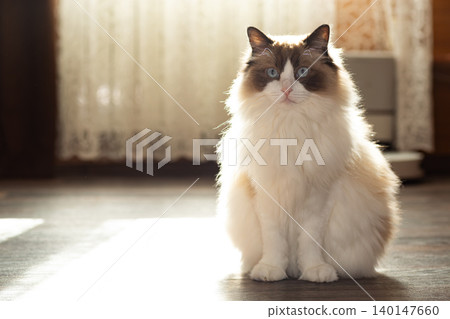 fluffy ragdoll cat looking at camera in sunlight fluffy ragdoll cat looking at camera in sunlight 140147660